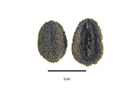   Seeds:   Mussaenda philippica ; Photo by R. Gibbons, USDA APHIS PPQ, Kirkbride et al. (2006)
